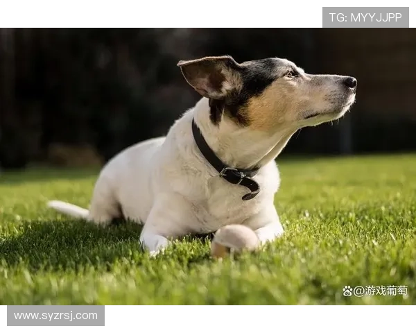 养狗的足球明星们如何在绿茵场上与爱犬共度快乐时光
